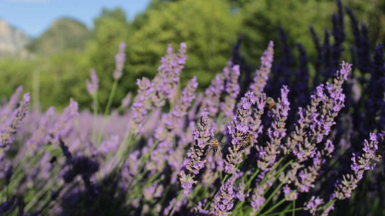 Lavendel & welzijn