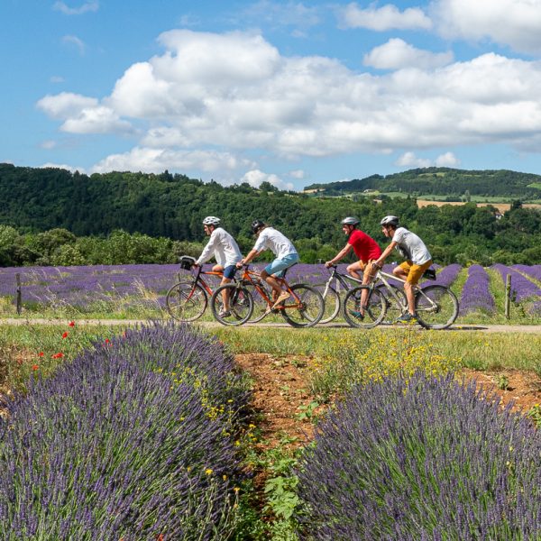 lavenders